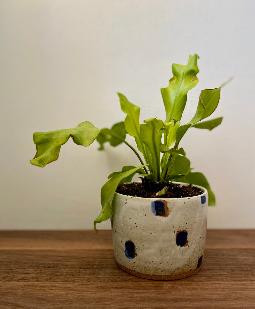 Blue/White Square Pattern Planter